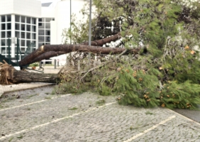 Mau tempo: Vento forte no Algarve causou sobretudo quedas de árvores