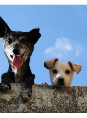 AlgarveShopping celebra o Dia Mundial do Animal com campanhas de adoção 