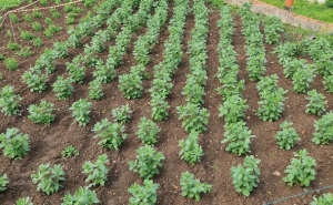 Agricultores recebem esta semana apoio extraordinário de 20 milhões de euros para compensar aumento nos custos de produção