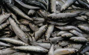 Pesca da sardinha com novos limites a partir de quarta-feira