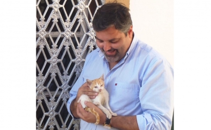 Câmara de Monchique vai esterilizar todos os animais de rua do concelho