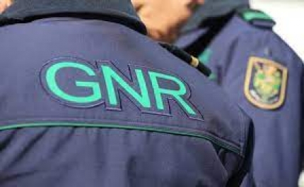 GNR detém em Beja três suspeitos de furtos de colmeias no Alentejo e Algarve