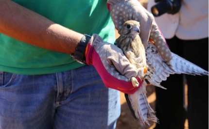 Sagres celebrou a biodiversidade e já tem data marcada para 2026