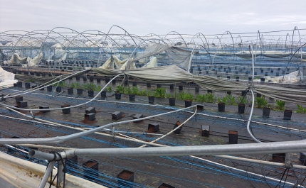 Odemira: Comissão de Coordenação e Desenvolvimento Regional do Alentejo visita produções afetadas pelas tempestades