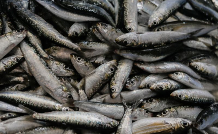 Pesca da sardinha com novos limites a partir de quarta-feira