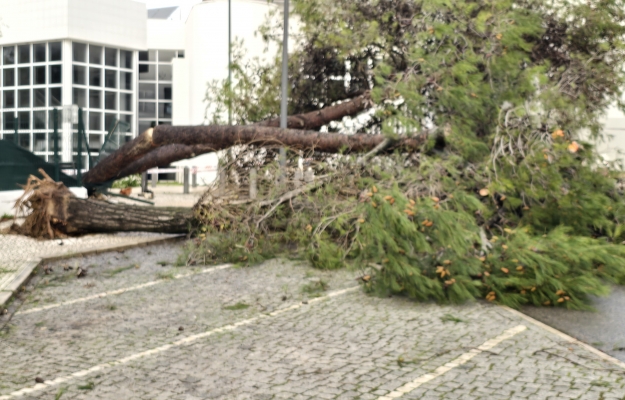 Mau tempo: Vento forte no Algarve causou sobretudo quedas de árvores