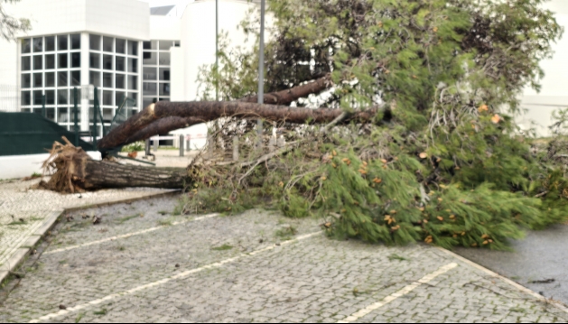 Mau tempo: Vento forte no Algarve causou sobretudo quedas de árvores