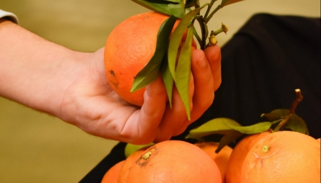 Mau Tempo: Associação citrícola algarvia estima perda na produção entre 25 e 40%