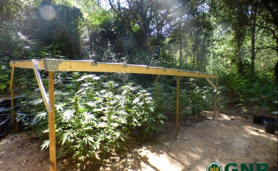Marmelete – Apreensão de 386 plantas de cannabis
