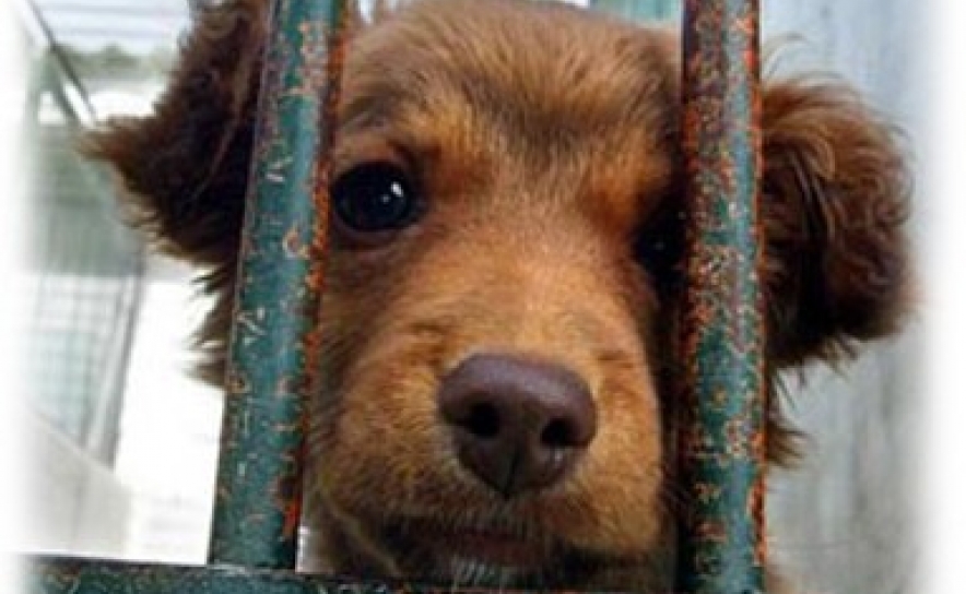 Número de crimes por maus tratos a animais aumenta em 2016