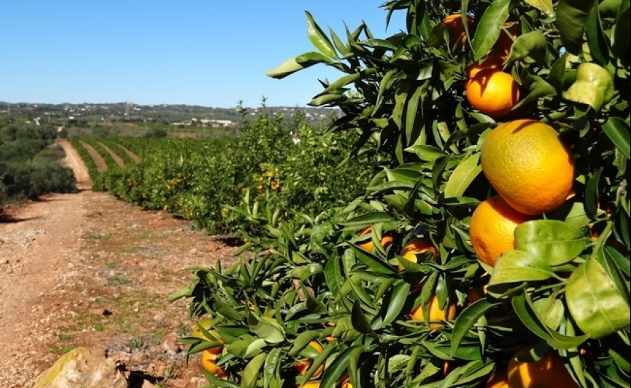 Produtores lançam organização para promover citrinos algarvios com foco no turismo 