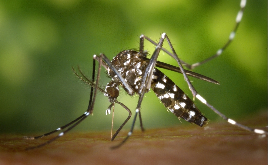 Espécie de mosquito transmissor do vírus da febre dengue detetado no Algarve 