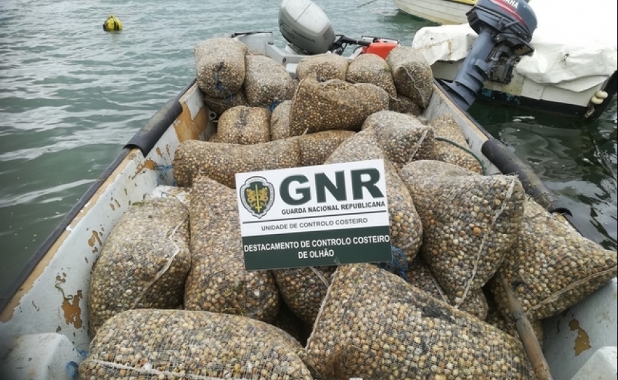 GNR apreende 1,6 toneladas de berbigão apanhado ilegalmente em Faro
