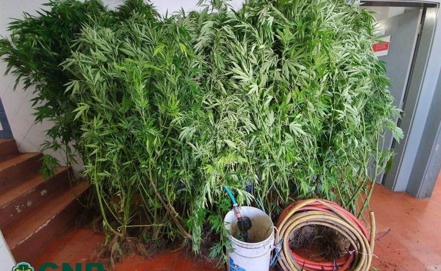 Monchique | Apreensão de plantação de cannabis (vídeo)