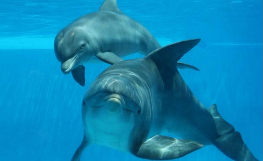 SIC grava programa de Verão no Zoomarine