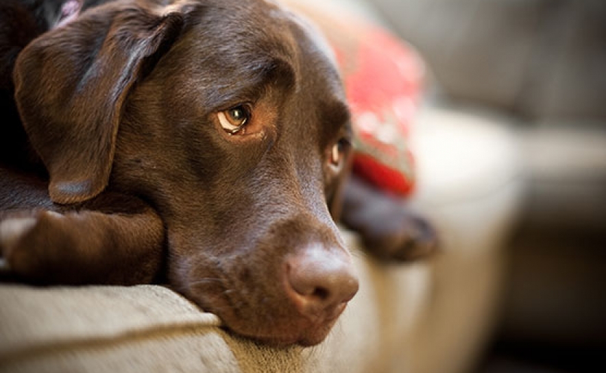 15 de agosto Dia Internacional do Animal Abandonado