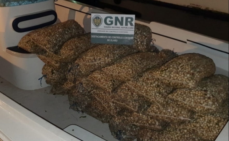 GNR apreende cinco toneladas de berbigão em Faro no valor de 25 mil euros