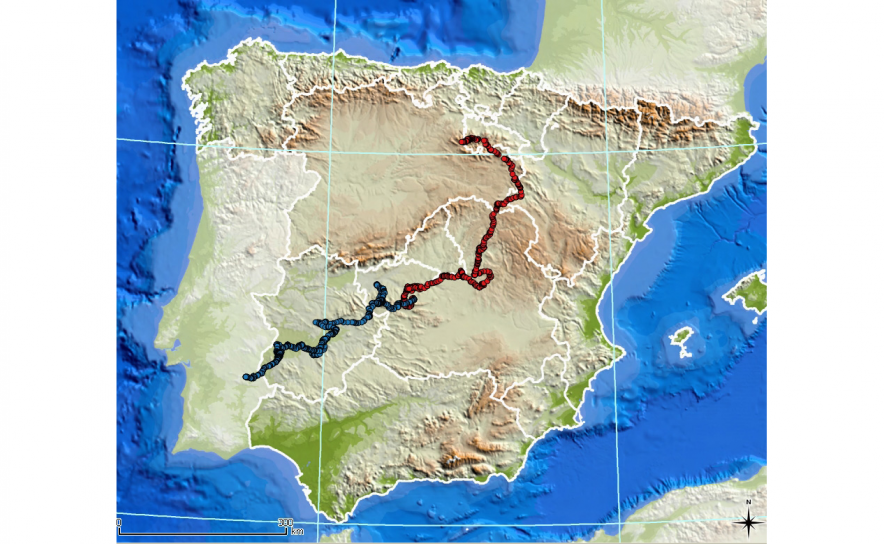 Lince-ibérico regressa a Portugal após percorrer centenas de kilometros e atravessar rio a nado