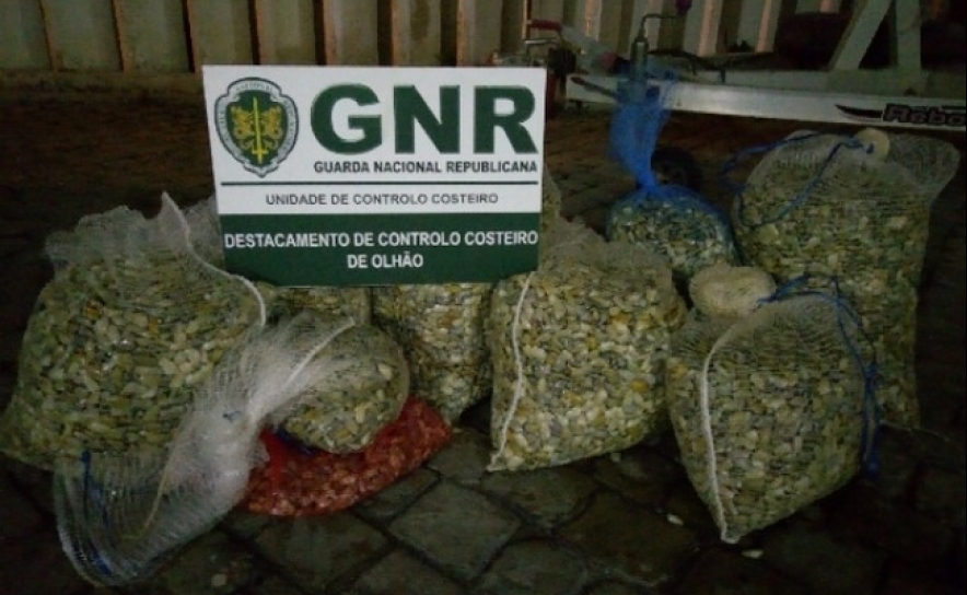 Controlo Costeiro da GNR apreende 270 quilos de bivalves em Olhão e Quarteira