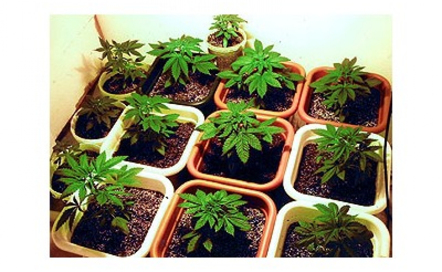 MONCHIQUE: GNR detém dois homens que tinham plantação de canábis