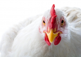Gripe das aves detetada em Olhão subindo os focos confirmados este ano para 20