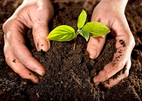 CCDR Algarve apresenta Estudo sobre o Impacto Económico da Agricultura na região