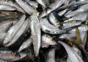 Pesca da sardinha com cerco proibida no Algarve entre sábado e segunda-feira