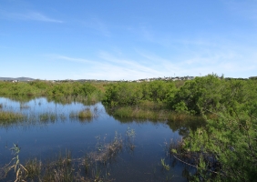 ESPÉCIES AMEAÇADAS NA FOZ DO ALMARGEM: MUNICÍPIO DE LOULÉ APRESENTA QUEIXA CONTRA PREVARICADORES