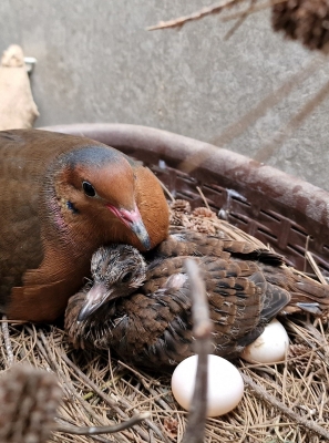Zoomarine celebra nascimento de nova cria de Rola-de-Socorro, espécie «Extinta na Natureza»