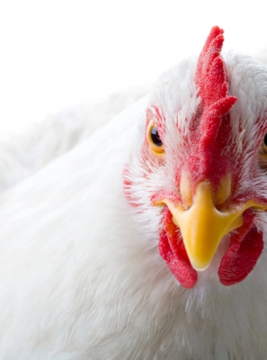 Gripe das aves detetada em Olhão subindo os focos confirmados este ano para 20