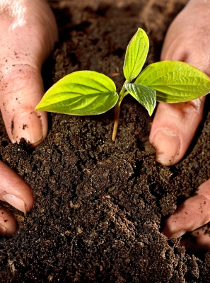 CCDR Algarve apresenta Estudo sobre o Impacto Económico da Agricultura na região