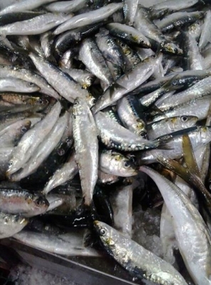 Pesca da sardinha com cerco proibida no Algarve entre sábado e segunda-feira