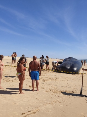 Cachalote de 14 toneladas arrojou na Ilha da Armona em Olhão