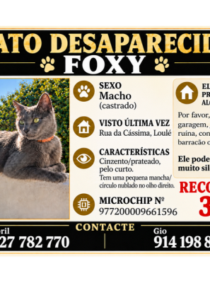 GATO DESAPARECIDO EM LOULÉ: FAMÍLIA APELA À AJUDA DA POPULAÇÃO