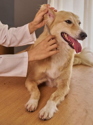 SÃO BRÁS DE ALPORTEL ENTRE OS 10 MUNICÍPIOS DO PAÍS QUE MAIS INVESTEM EM APOIO VETERINÁRIO SOCIAL