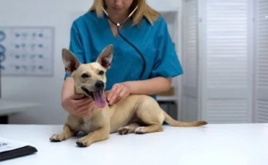Autarquias investiram 2,3 milhões de euros em apoio veterinário de cariz social