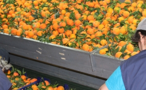 FARO | Incêndio na CACIAL faz um ferido ligeiro