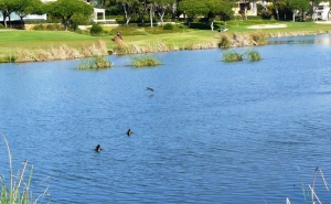 LIMPEZA DE PRAIAS NA QUINTA DO LAGO NO DIA INTERNACIONAL DA BIODIVERSIDADE