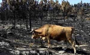 Já há 150 explorações agrícolas com prejuízos na serra de Monchique