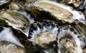 Perdida mais de 80% da produção de bivalves produzidos na Ria de Alvor (em Atualização)