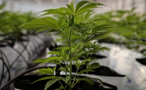 Covid-19: Europeus consumiram mais canábis e menos ecstasy em 2021, revela inquérito