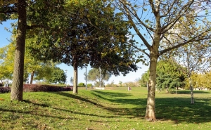 Lagos adere à Semana da Reflorestação Nacional