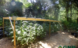 Marmelete – Apreensão de 386 plantas de cannabis