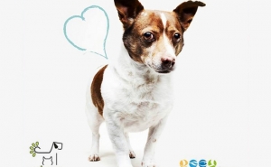 Parque Canino de Olhão acolhe primeira campanha de adoção