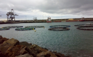 Marrocos e Algarve estudam parcerias para a produção de pescado em aquacultura