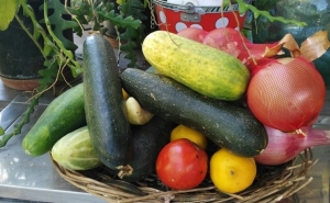 CERTIFICAÇÃO DE AGRICULTURA BIOLÓGICA VAI DAR BENEFÍCIOS FISCAIS