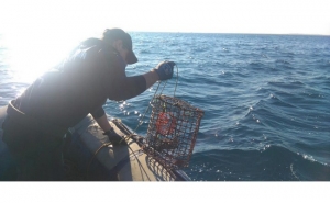 Polícia Marítima apreende armadilha de 38 covos junto à ilha da Armona