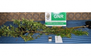 GNR de Loulé apreende plantas de cannabis