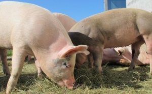 ACORDO DA PRODUÇÃO NACIONAL DE PORCOS COM O INTERMARCHÉ