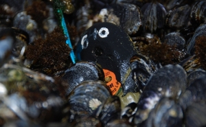 Investigadores recorrem a «Robomexilhões» para monitorizar alterações climáticas